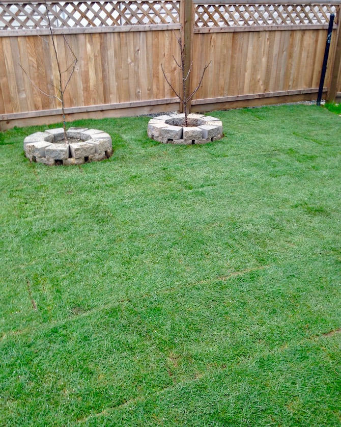 Newly-installed lawn